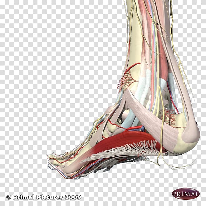 Heel Podalgia Arches of the foot Plantar fasciitis, others transparent background PNG clipart