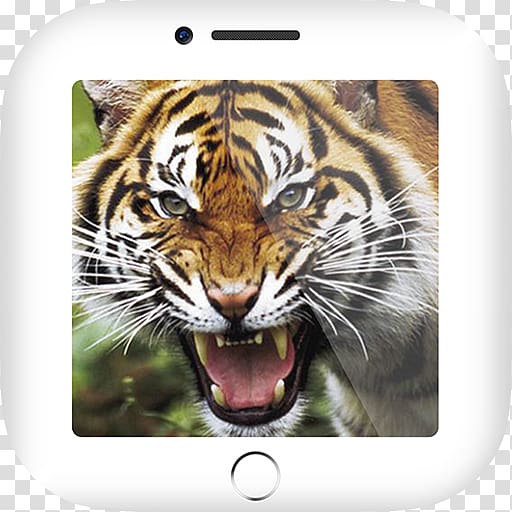 Tiger Amulet Takrut Animal Sounds Free App Store, tiger transparent background PNG clipart