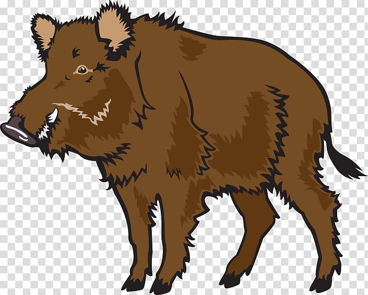 Wild boar Common warthog , Boar material transparent background PNG clipart