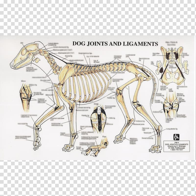 Dog Horse Joint Ligament Human skeleton, Dog transparent background PNG clipart
