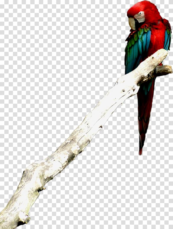 Budgerigar True parrot Macaw, Color parrot on tree branch transparent background PNG clipart