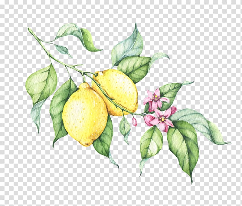 Lemon drop Drawing, lemon transparent background PNG clipart
