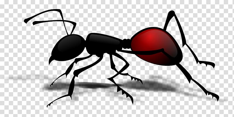 Ant Insect , Ants crawling transparent background PNG clipart