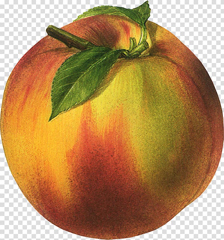 Peaches and cream Fruit , dw transparent background PNG clipart