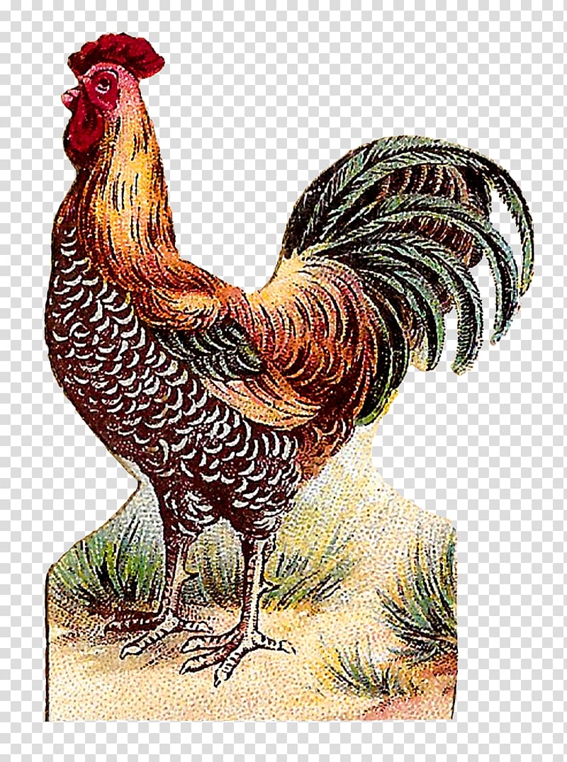 Rooster Art Forms in Nature Dominique chicken Painting, painting transparent background PNG clipart