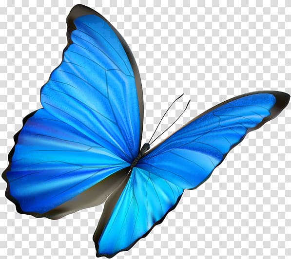 Universal Life Lessons: My Brilliant Blue Bohemian Butterfly Walking in Trust: Lessons Learned With My Blind Dog Universal Life Lessons: Gift of Your Greatness Insect, butterfly transparent background PNG clipart