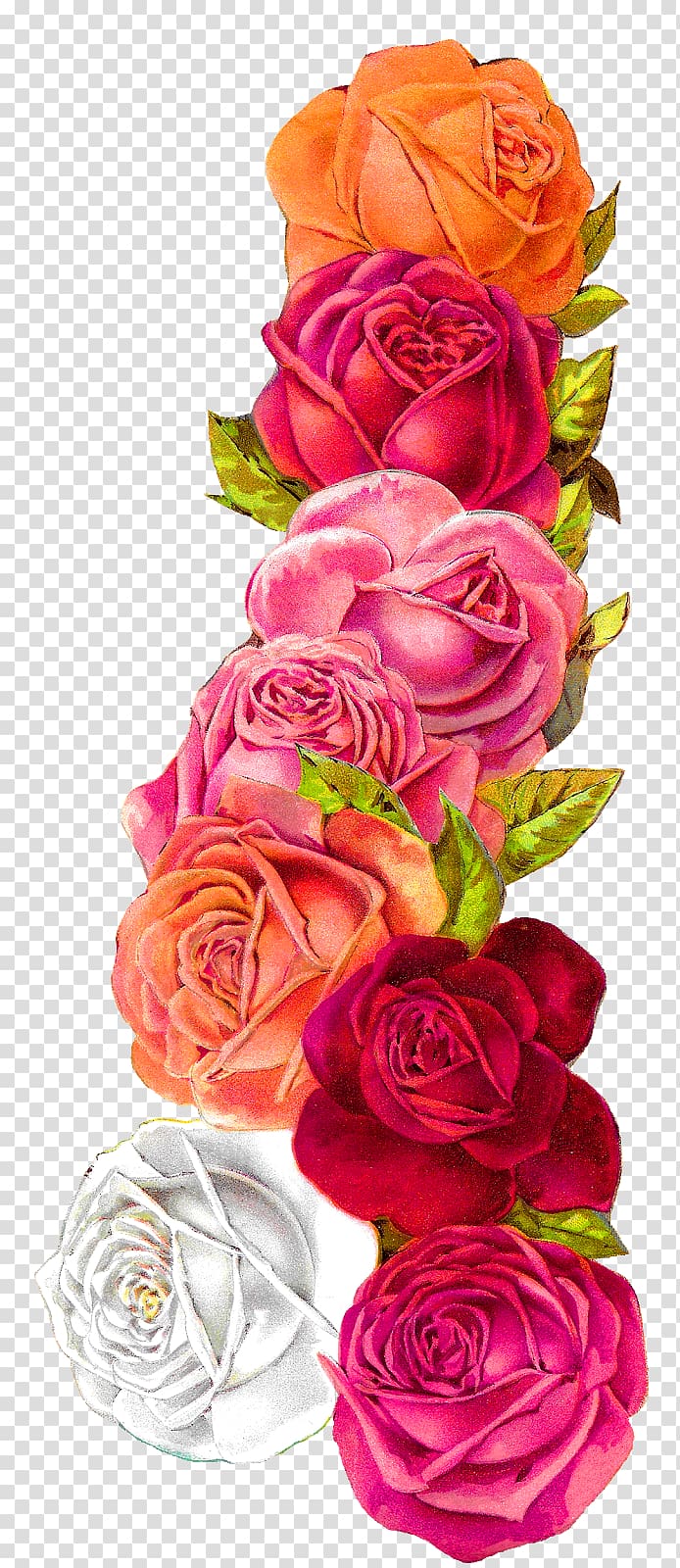 Garden roses Cabbage rose Floral design Shabby chic , flower transparent background PNG clipart