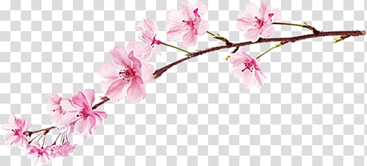 National Cherry Blossom Festival Information , cherry blossom transparent background PNG clipart