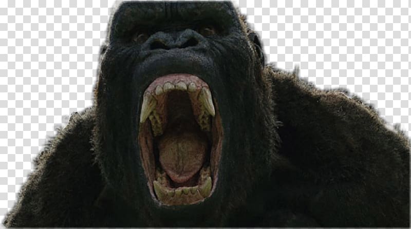 Common chimpanzee Western gorilla King Kong YouTube Godzilla, youtube transparent background PNG clipart