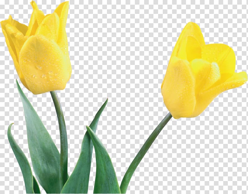 Netherlands Tulip Cut flowers Floral emblem, tulip transparent background PNG clipart