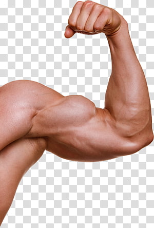 Muscle PNG Image, Free Download Muscles Pictures - Free