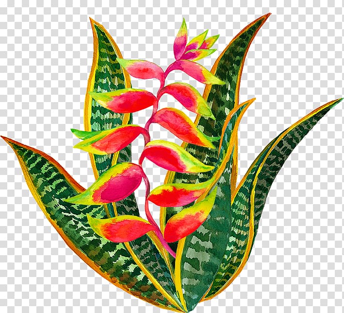 Lobster-claws Cut flowers Textile design Plant, camellia border transparent background PNG clipart