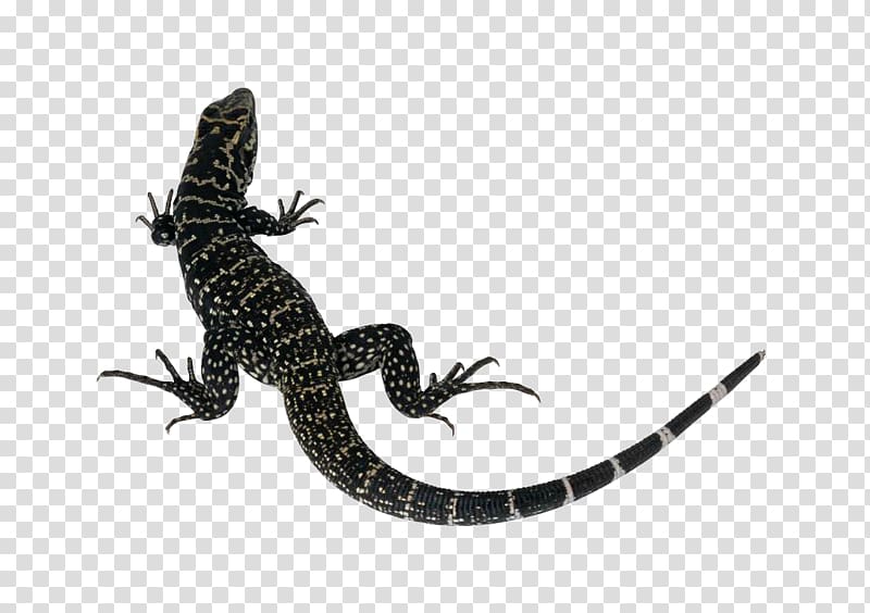 Lizard Reptile Common Iguanas Komodo dragon , lizard transparent background PNG clipart