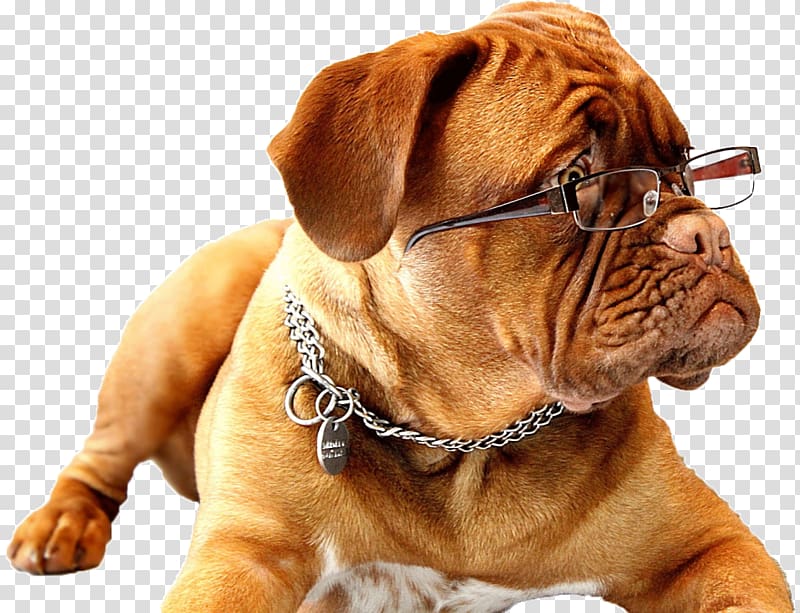 English Mastiff Pet sitting Working dog Puppy, puppy transparent background PNG clipart
