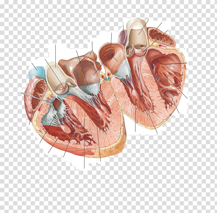 Atlas der Anatomie des Menschen Cardiac Anatomy Chart Anatomy Of The Heart Chart Anatomy Heart Anatomical, heart transparent background PNG clipart