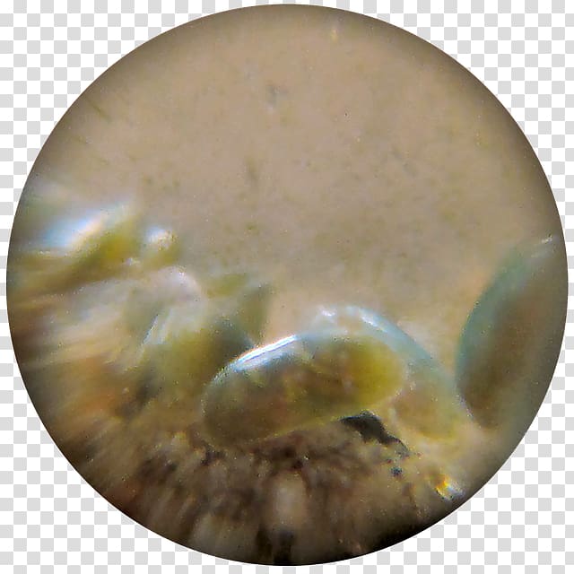 Ostracod Invertebrate Taxon Shrimp Neontology, color detritus transparent background PNG clipart