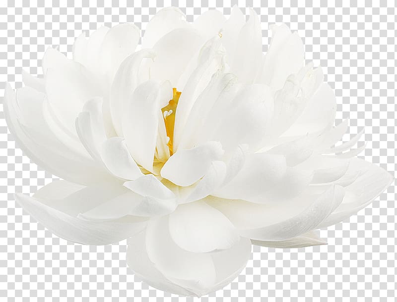 Nelumbo nucifera Flower White Petal Desktop , flower transparent background PNG clipart