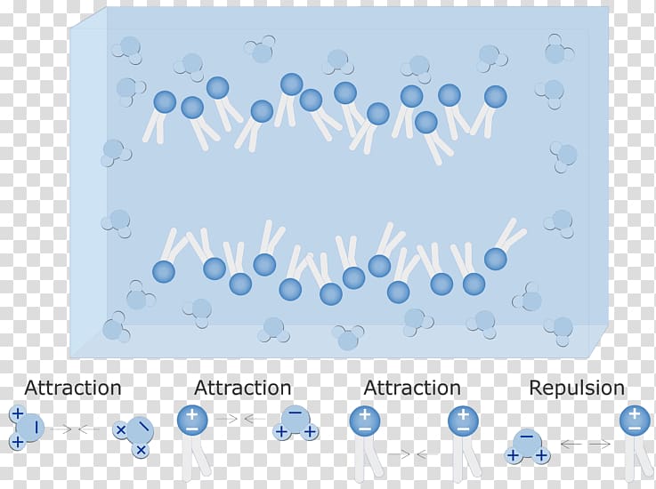 Lipid bilayer Phospholipid Myelin Cell membrane, water layer transparent background PNG clipart