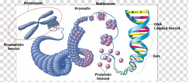 Eukaryotic chromosome structure DNA Cell Nucleic acid structure, science transparent background PNG clipart