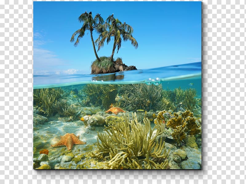 Underwater Sea Caribbean Coral reef, sea transparent background PNG clipart