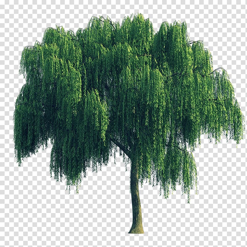 willow trees clipart