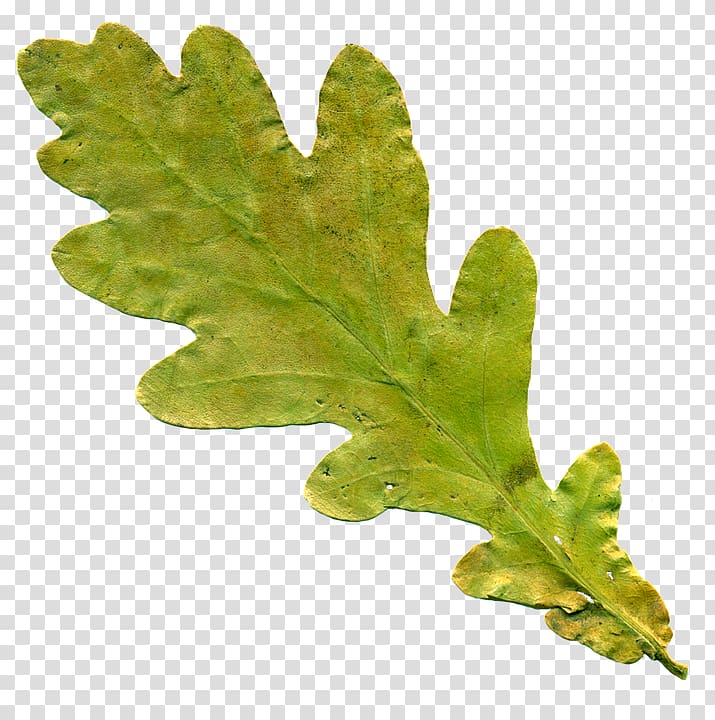 Oak leaf cluster English oak Tree , background leaves transparent background PNG clipart