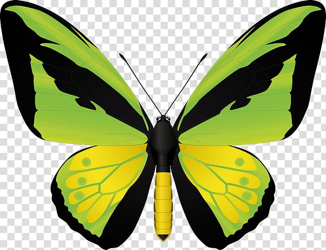Insect Birdwing Swallowtail butterfly illustration, insect transparent background PNG clipart