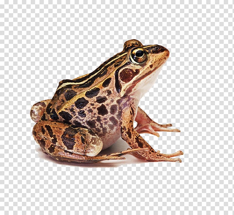 Frog , Frog prince transparent background PNG clipart