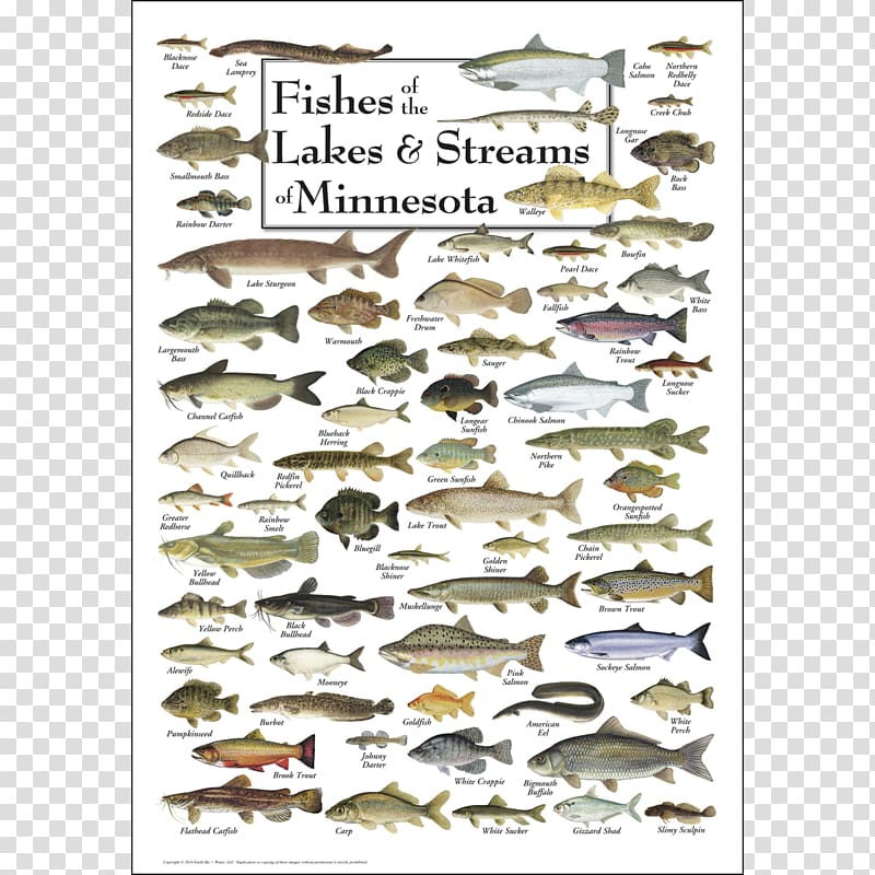 Minnesota Great Lakes Fish Bird Poster, seashells transparent background PNG clipart