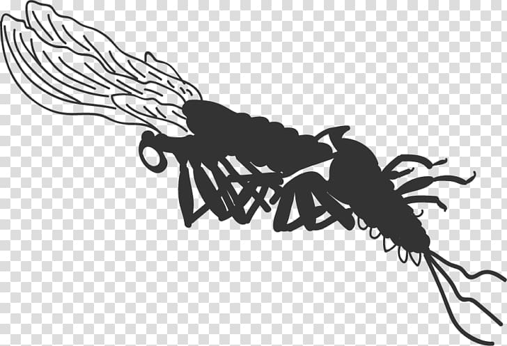 Insect Mayfly Nymph Diagram, tandem streamer flies trolling streamers transparent background PNG clipart