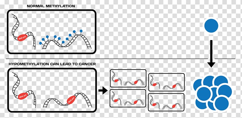 Epigenetics DNA methylation Gene expression CRISPR, cancer cell of globular pathogen transparent background PNG clipart