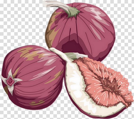 Fruit Drawing Common fig, fig. transparent background PNG clipart