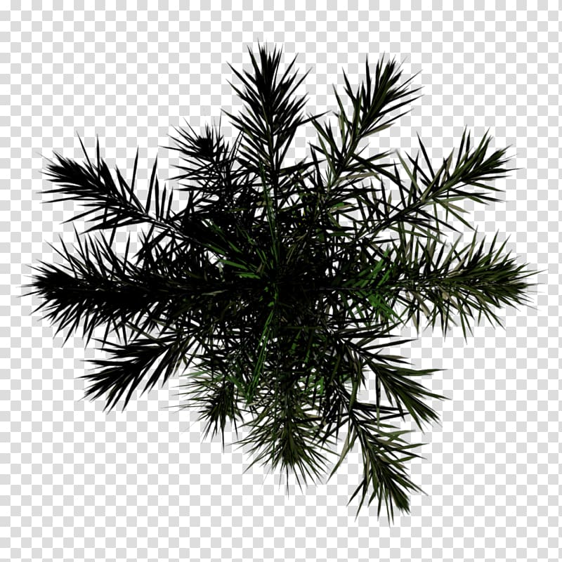 green asparagus fern, Asian palmyra palm Alpha mapping Tree, boardwalk top view transparent background PNG clipart