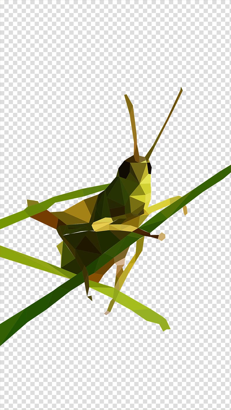 Grasshopper Low poly , Green grasshopper transparent background PNG clipart