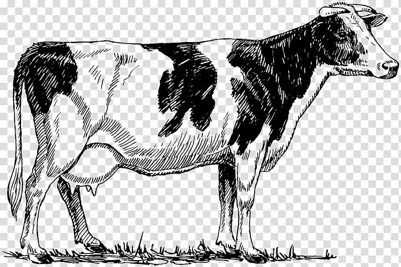 Holstein Friesian cattle Highland cattle Beef cattle Drawing, COW MILKMAN transparent background PNG clipart