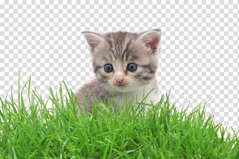 cartoon grass in the kitten transparent background PNG clipart