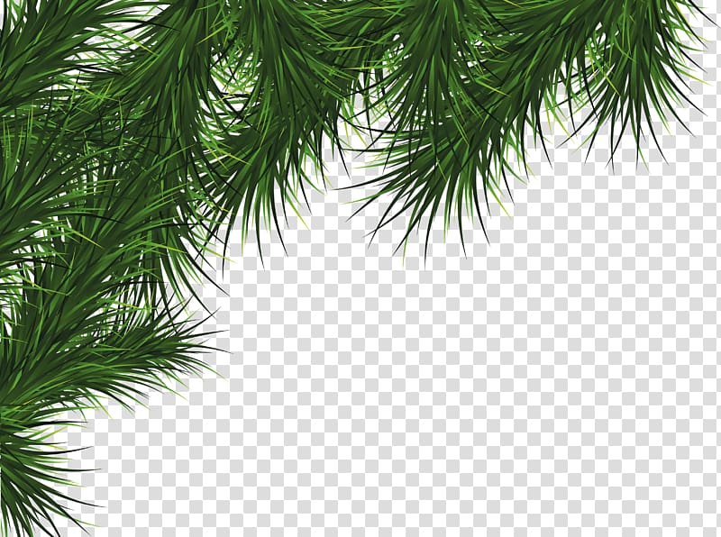 Fir-tree transparent background PNG clipart