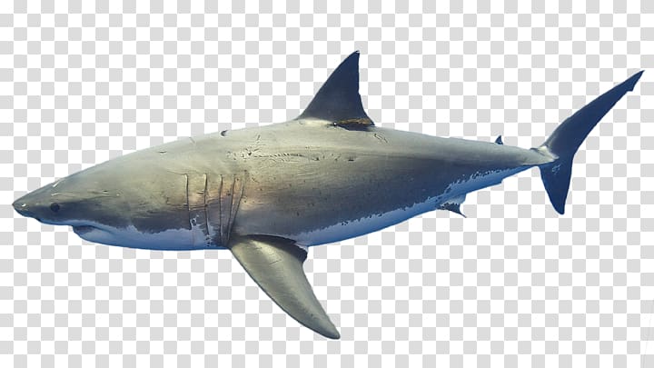 Great white shark Lisbon Oceanarium Requiem sharks Marine biology Marine mammal, coral reef transparent background PNG clipart