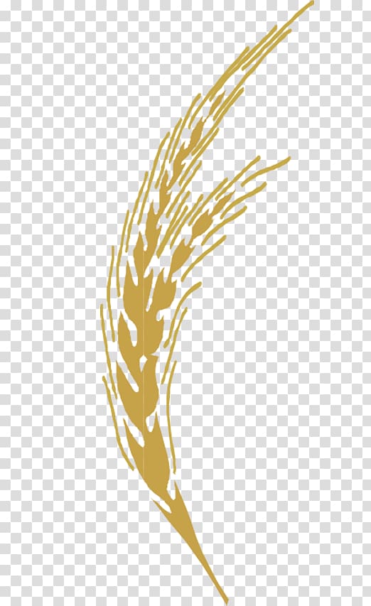 golden wheat transparent background PNG clipart