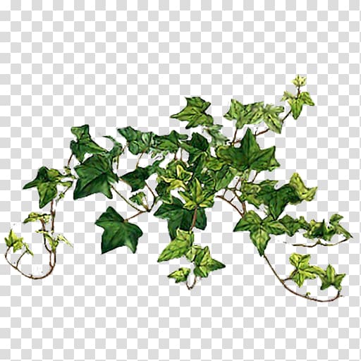 Common ivy Vine Plants Portable Network Graphics , plants transparent background PNG clipart