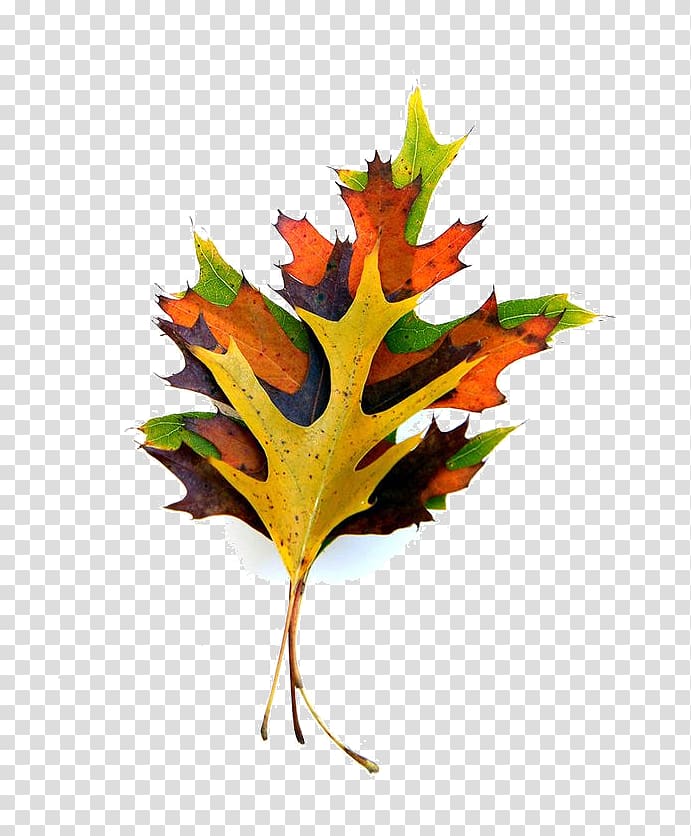 Paper Maple leaf Autumn leaf color, Leaf transparent background PNG clipart