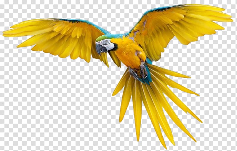 Bird Flight True parrot New Zealand parrot, fondo transparent background PNG clipart