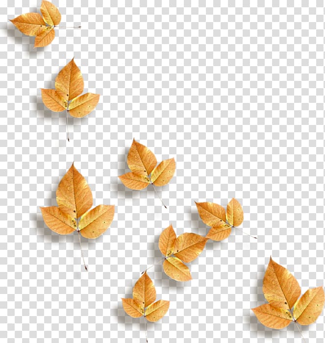 Leaf Petal Autumn , Leaf transparent background PNG clipart