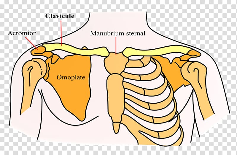 Clavicle Scapula Bone Shoulder girdle, Situation transparent background PNG clipart