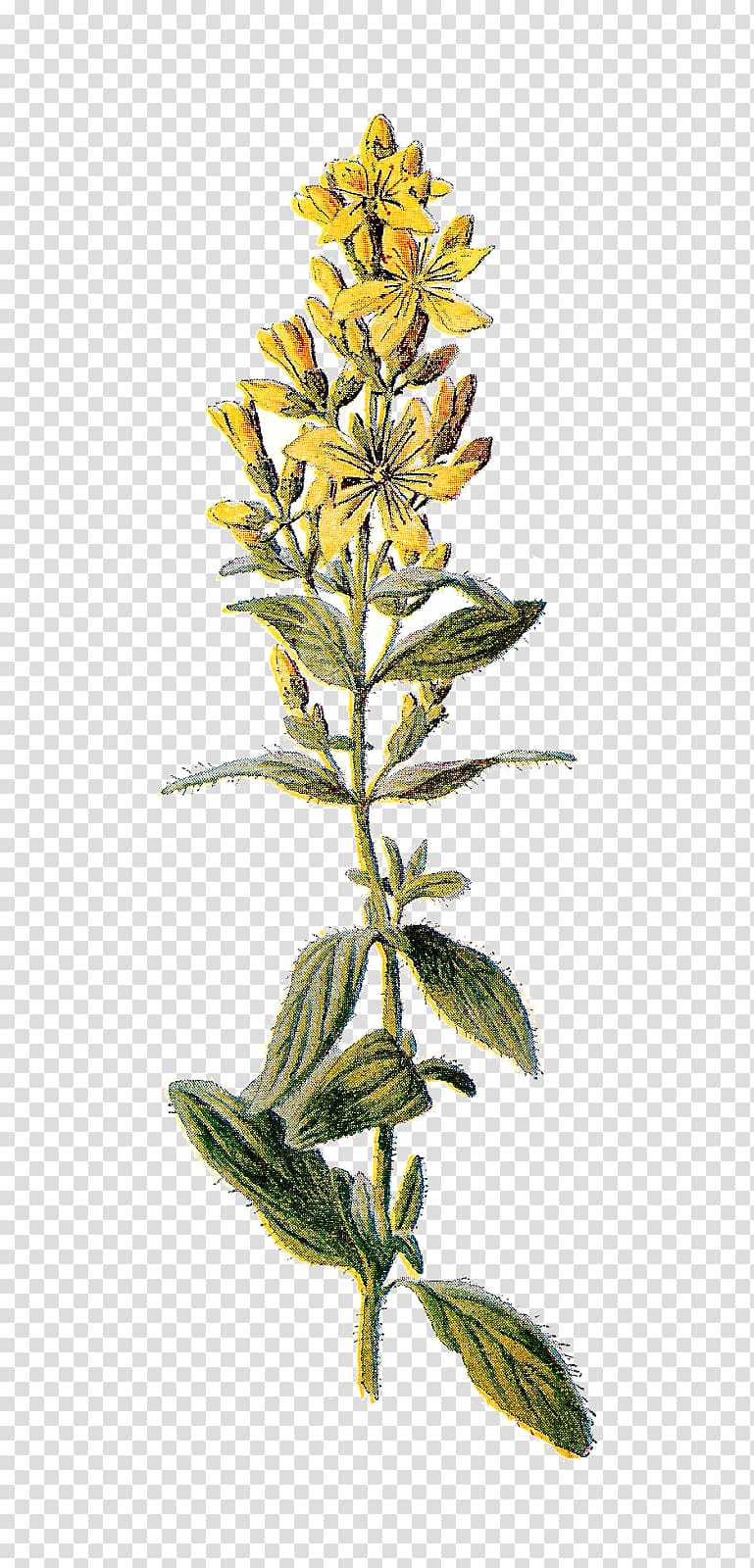 Perforate St John\'s-wort Wildflower , wild flowers transparent background PNG clipart
