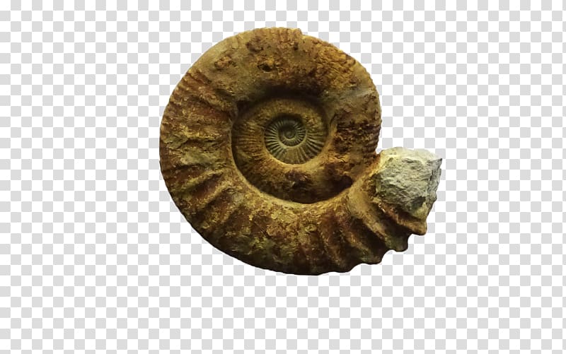 Sea snail Close-up Fossil Group, Snail transparent background PNG clipart