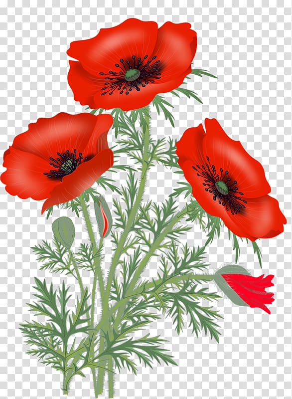 Vase with Red Poppies Poppy Portable Network Graphics Flower , flower transparent background PNG clipart