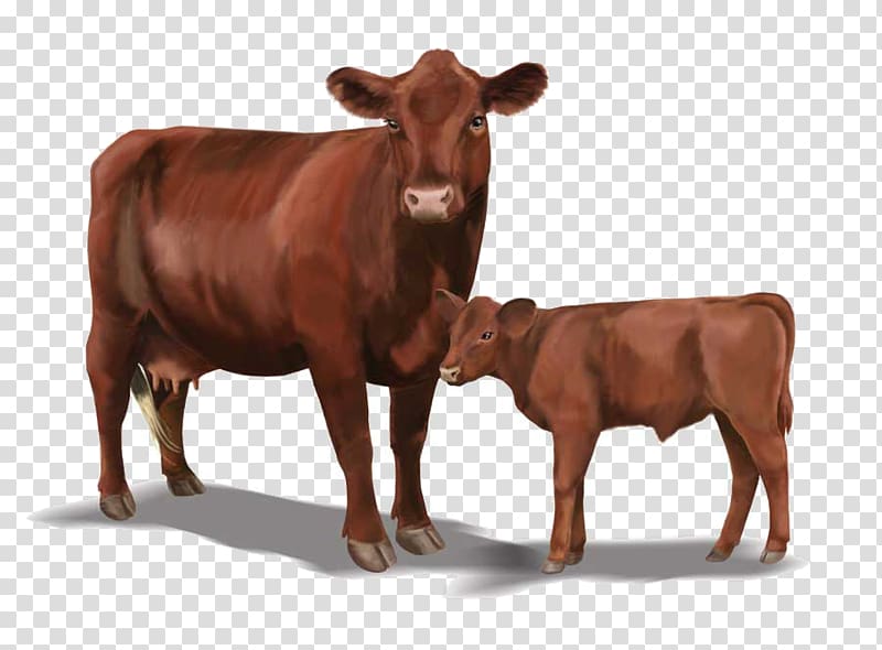 Red Poll Hereford cattle Danish Red cattle Angus cattle Holstein Friesian cattle, others transparent background PNG clipart
