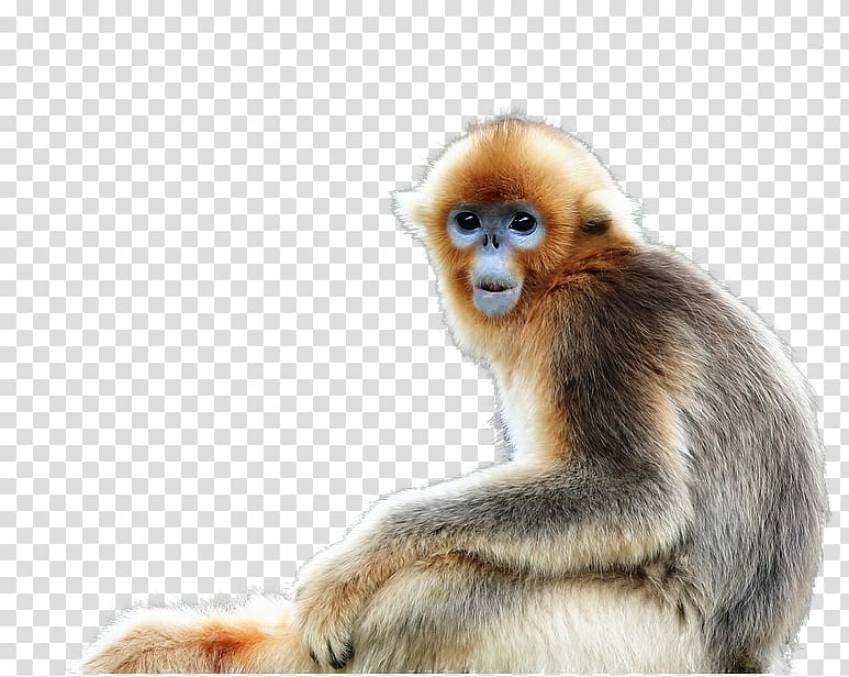 Macaque Snub-nosed monkey, Buckle material monkey transparent background PNG clipart