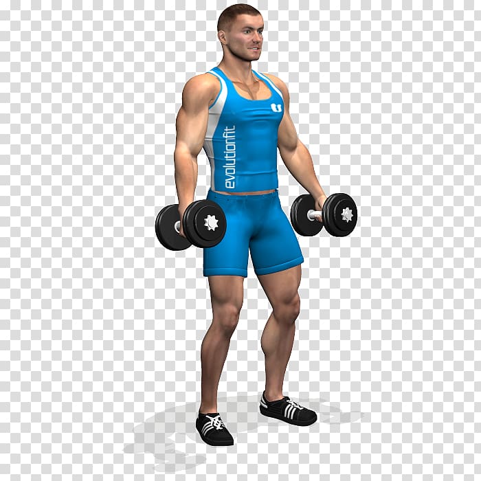 Biceps curl Front raise Dumbbell Fly Barbell, curl transparent background PNG clipart